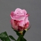 Троянда Мерітім - Фото 5