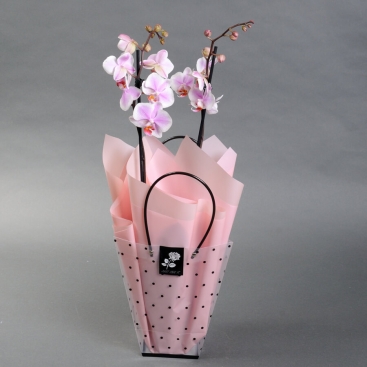 Орхидея Фаленопсис  в упаковке