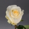 Троянда Крем де ля Крем - Фото 2