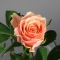 Троянда Такаци Пінк - Фото 2