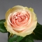 Троянда Фрутетто  - Фото 5