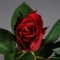 Троянда Такаци Ред - Фото 2