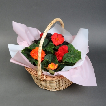 Бегонія мікс у кошику