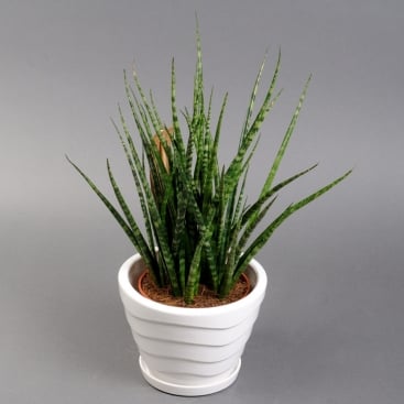 Sansevieria in a pot