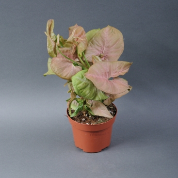 Syngonium Neon Pink