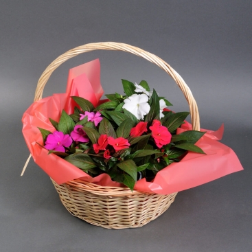 Бальзамин микс в корзине