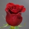 Троянда Фрідом  - Фото 2