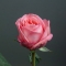 Троянда Пінк Експрешн - Фото 3