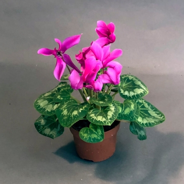 Cyclamen