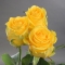 Троянда Пенні Лейн - Фото 2