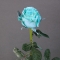 Rose Baby Blue (Ecuador dyed) - Photo 4