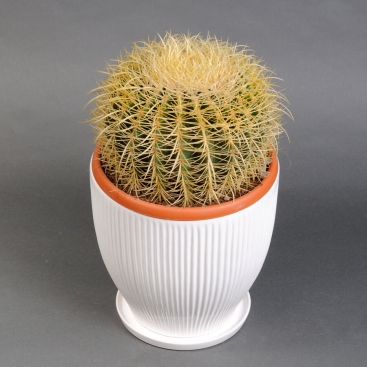 Кактус в кашпо