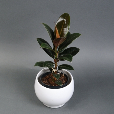 Ficus Melany