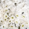Букет 101 біла хризантема - Фото 4